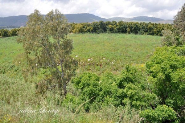 الزُوْق التَحْتَانِي | موسوعة القرى الفلسطينية