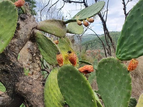 دير الشيخ / من قرى عرقوب | موسوعة القرى الفلسطينية