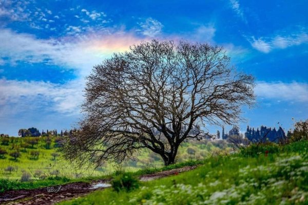 خبيزة / قرى الروحة | موسوعة القرى الفلسطينية