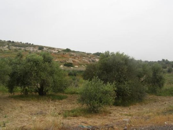 بَيَّاضَة/ قرى جنين المحتلة عام 1949 | موسوعة القرى الفلسطينية