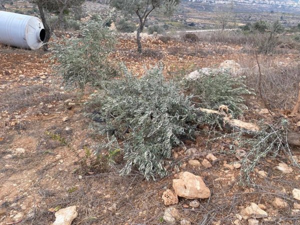 شُوْشَحْلَة | موسوعة القرى الفلسطينية