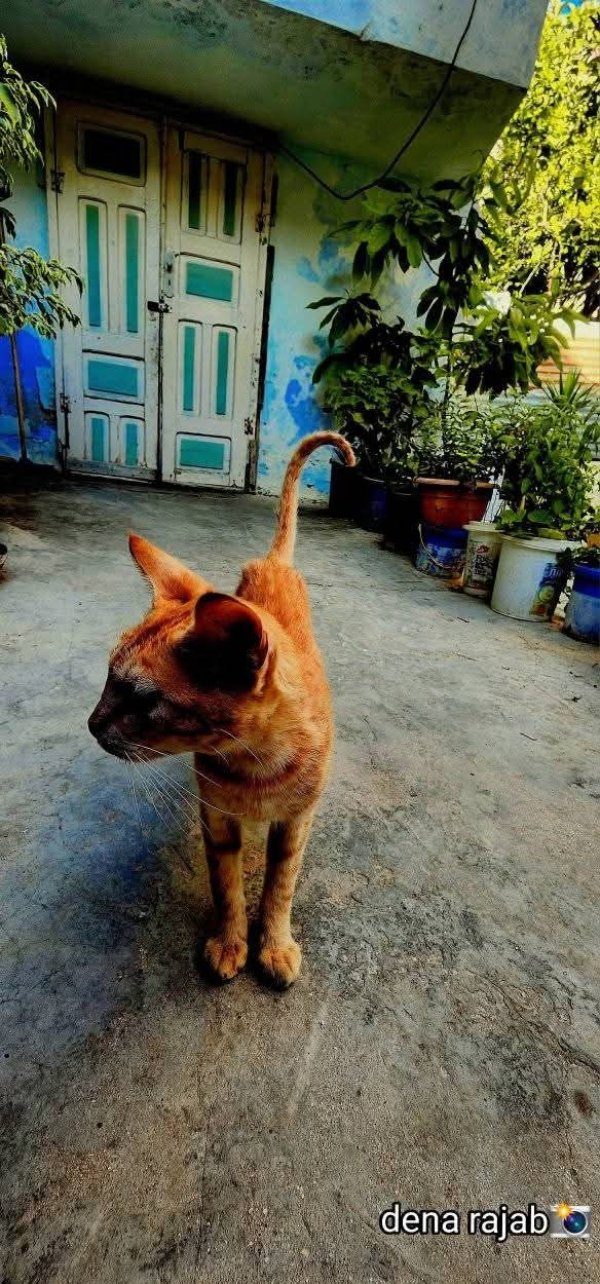 يَعْبَدْ | موسوعة القرى الفلسطينية