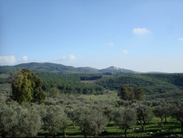 دَلاّتَه/ دَلاّتَة | موسوعة القرى الفلسطينية