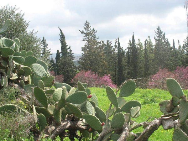 كويكات | موسوعة القرى الفلسطينية