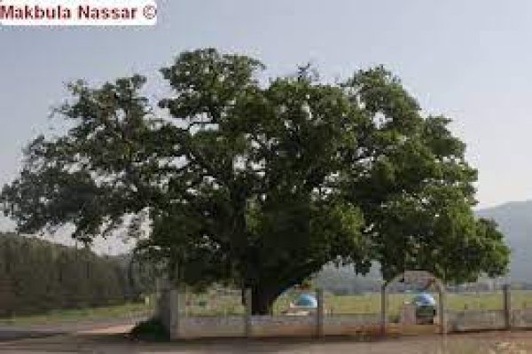 كفر عنان | موسوعة القرى الفلسطينية