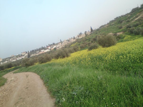 رُمَّانَة | موسوعة القرى الفلسطينية