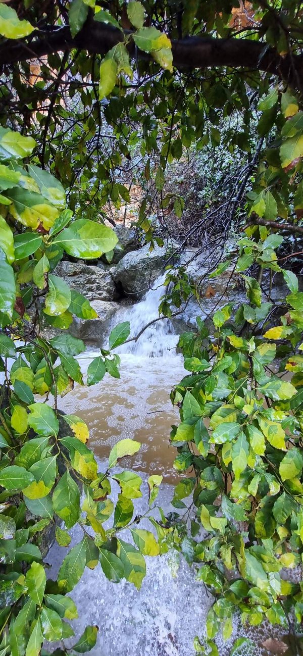 الظَاهِريَّة الفُوقَا | موسوعة القرى الفلسطينية