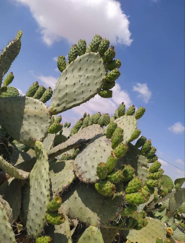 عَبَسَانْ الكبيرة- محافظة خاَنْ يُونِسْ | موسوعة القرى الفلسطينية