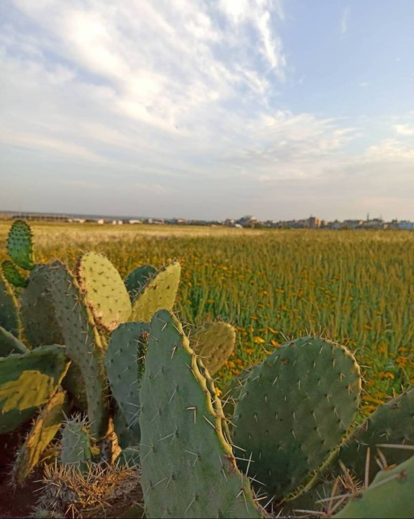 عَبَسَانْ الكبيرة- محافظة خاَنْ يُونِسْ | موسوعة القرى الفلسطينية