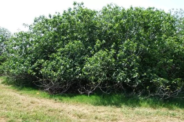 بَيتْ طِيْمَا | موسوعة القرى الفلسطينية