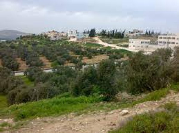 الطَرم | موسوعة القرى الفلسطينية