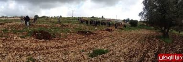 الطَرم | موسوعة القرى الفلسطينية