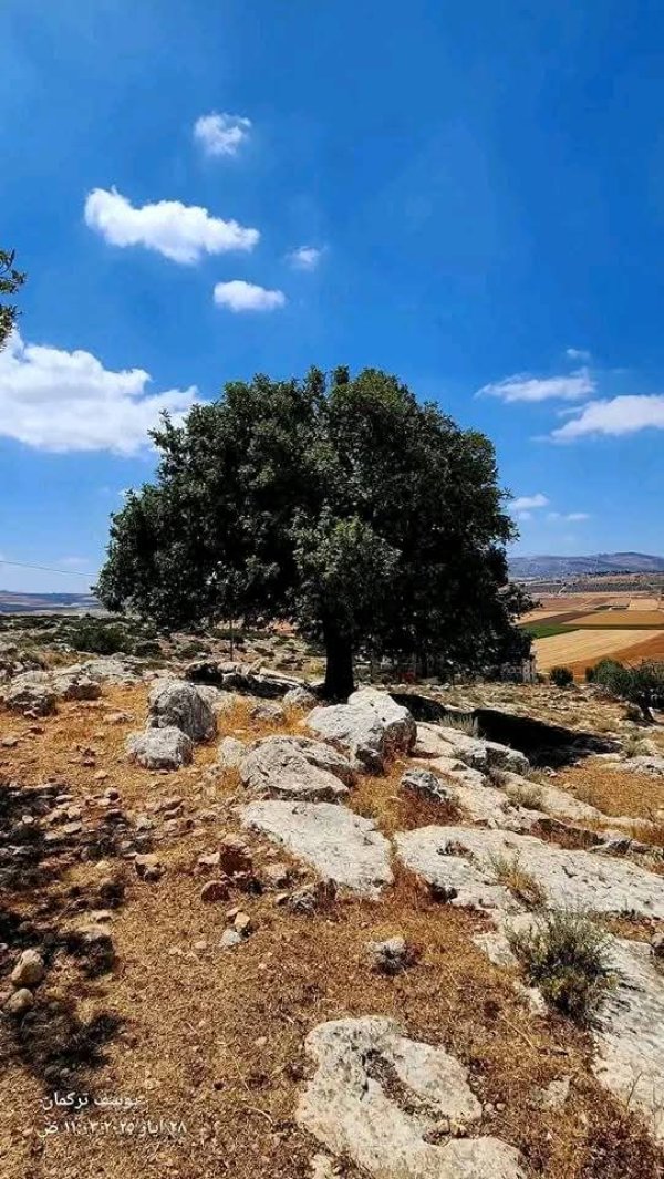 تِلْفِيت/ تلبيوت | موسوعة القرى الفلسطينية