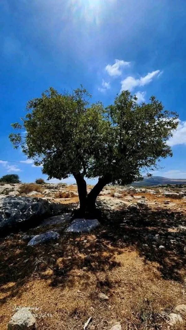 تِلْفِيت/ تلبيوت | موسوعة القرى الفلسطينية