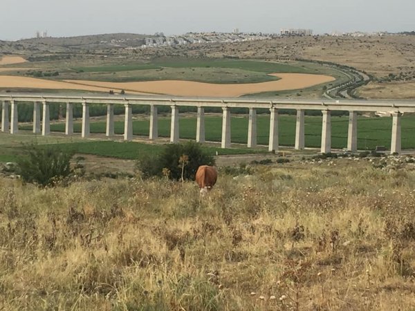 عمواس/ قرى اللطرون / بين رام الله والرملة | موسوعة القرى الفلسطينية