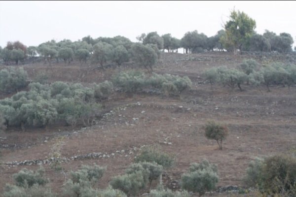 دَلاّتَه/ دَلاّتَة | موسوعة القرى الفلسطينية