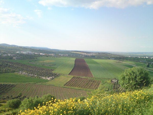 رُمَّانَة | موسوعة القرى الفلسطينية