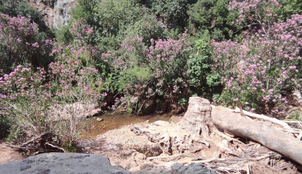 عرب العرامشة | موسوعة القرى الفلسطينية