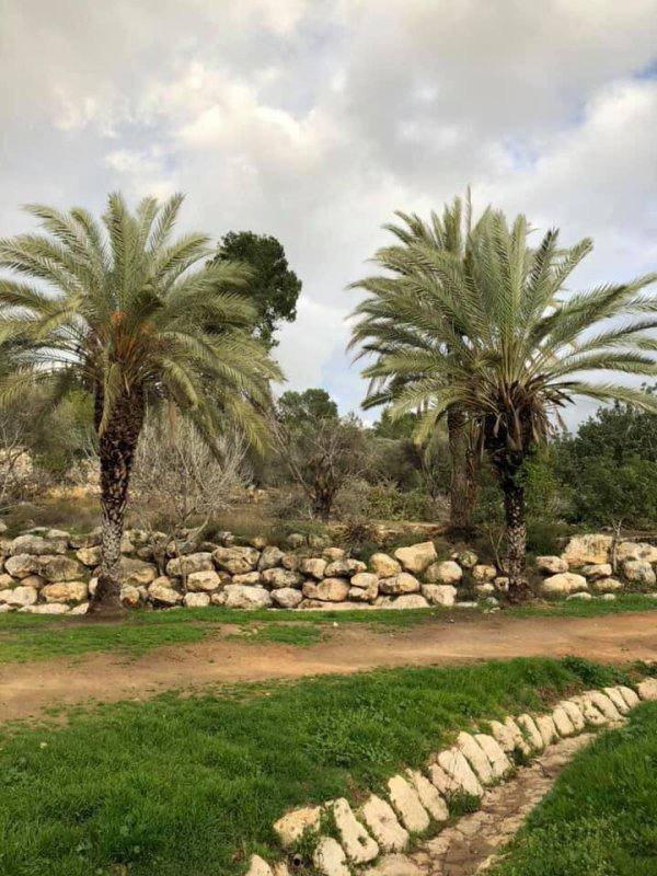 عمواس/ قرى اللطرون / بين رام الله والرملة | موسوعة القرى الفلسطينية