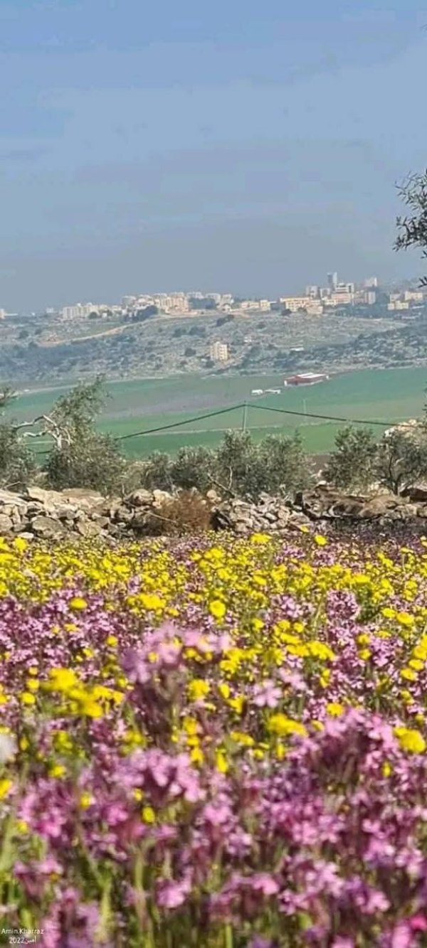 الكُفَيْر | موسوعة القرى الفلسطينية