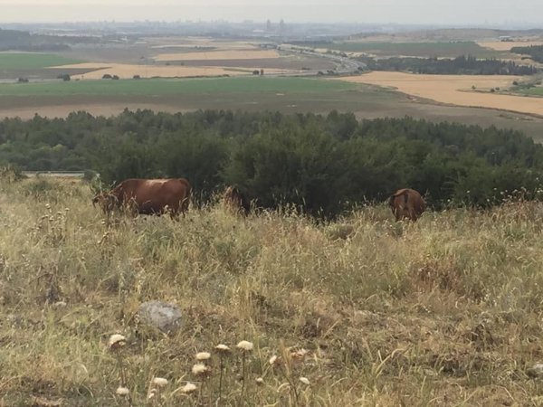 عمواس/ قرى اللطرون / بين رام الله والرملة | موسوعة القرى الفلسطينية