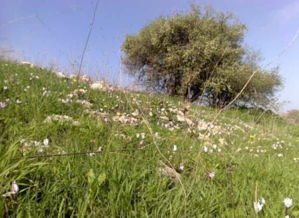 أم الشُّوفْ/ قرى الروحة | موسوعة القرى الفلسطينية