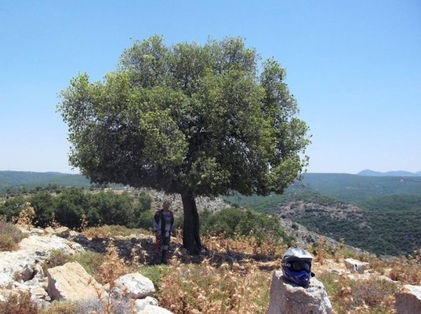 خربة عربين / القليطات | موسوعة القرى الفلسطينية