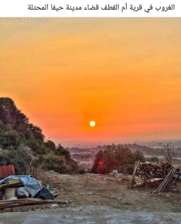 أم القطف/ أم القطوف | موسوعة القرى الفلسطينية