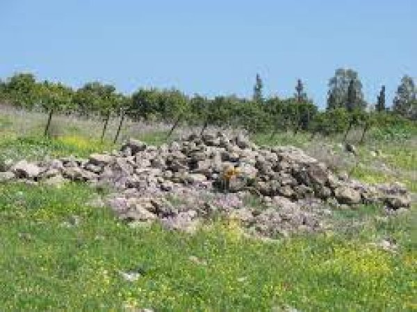 الوعرة السوداء/ عرب المواسي والوهيب | موسوعة القرى الفلسطينية