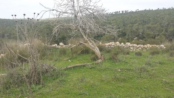 سفلى / من قرى عرقوب | موسوعة القرى الفلسطينية