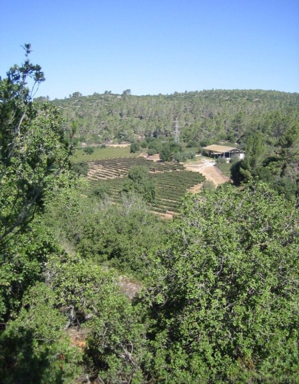 سفلى / من قرى عرقوب | موسوعة القرى الفلسطينية