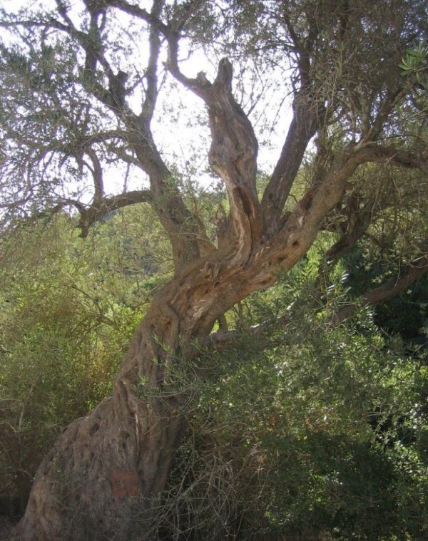 سفلى / من قرى عرقوب | موسوعة القرى الفلسطينية