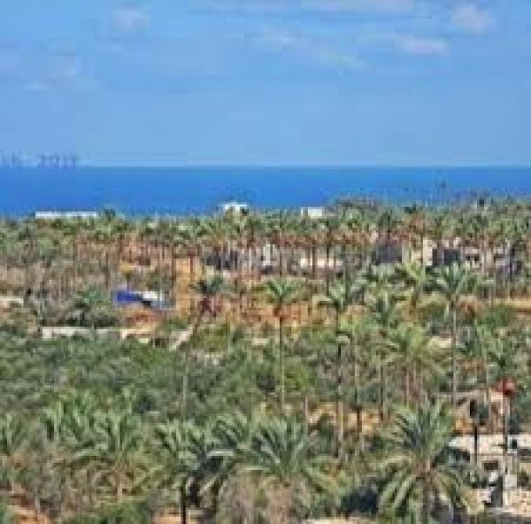 مدينة دَيْر البَلَحْ/ المحافظة الوسطى | موسوعة القرى الفلسطينية