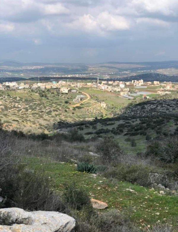 أمُّ التُوْت | موسوعة القرى الفلسطينية