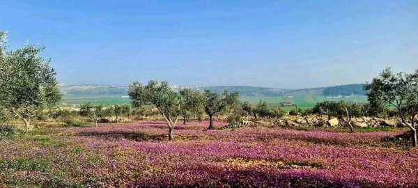 الزَبابِدَة | موسوعة القرى الفلسطينية