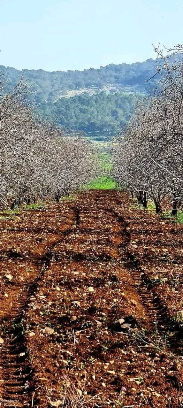 الزَبابِدَة | موسوعة القرى الفلسطينية