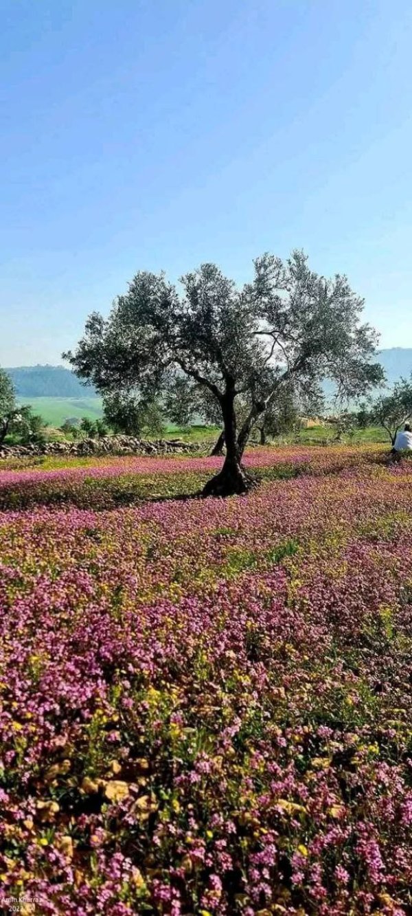 الزَبابِدَة | موسوعة القرى الفلسطينية