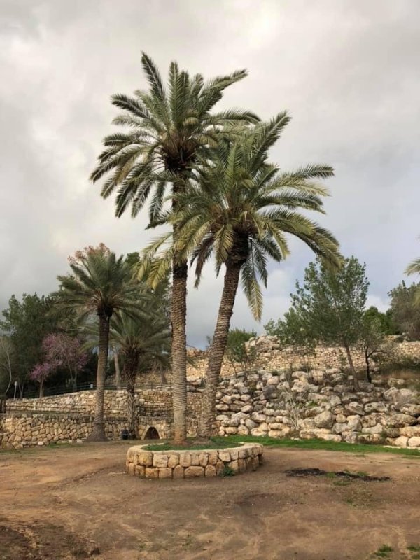 عمواس/ قرى اللطرون / بين رام الله والرملة | موسوعة القرى الفلسطينية