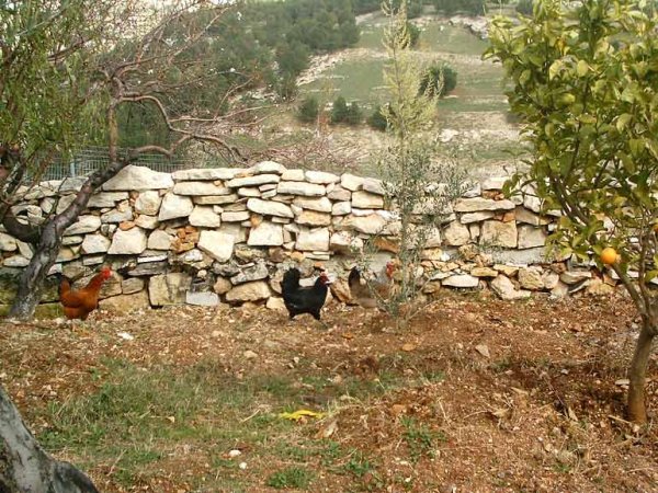 بيت سَاحُورْ | موسوعة القرى الفلسطينية