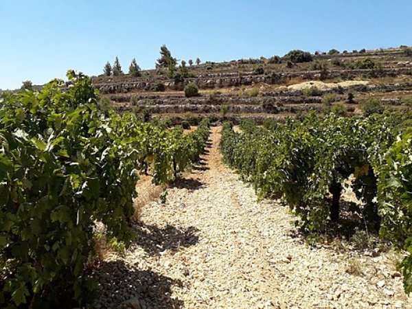 الخضر | موسوعة القرى الفلسطينية