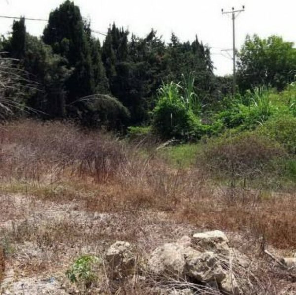 أم الفرج | موسوعة القرى الفلسطينية