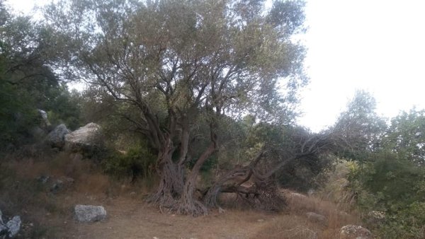 كسلا / من قرى عرقوب | موسوعة القرى الفلسطينية