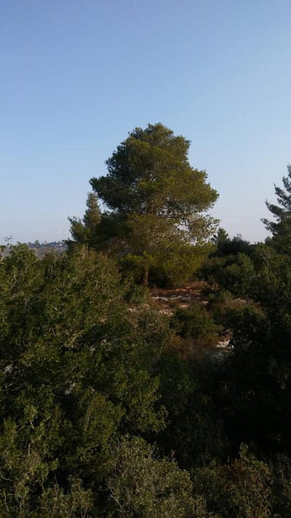 كسلا / من قرى عرقوب | موسوعة القرى الفلسطينية