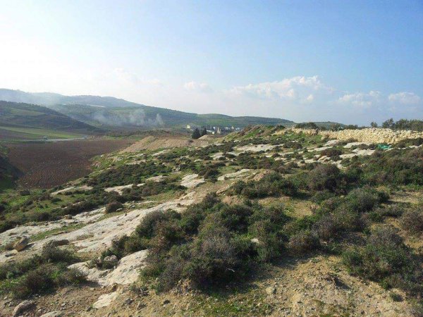 المَنْصورَة | موسوعة القرى الفلسطينية