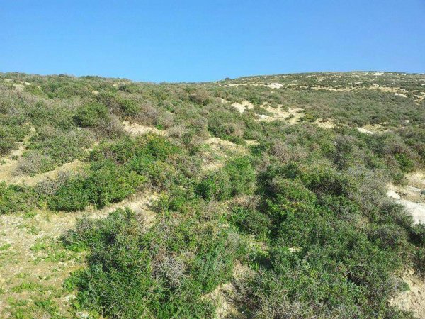 المَنْصورَة | موسوعة القرى الفلسطينية