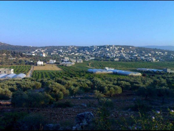 مِسِلْيَة | موسوعة القرى الفلسطينية