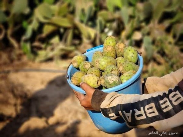 مدينة دَيْر البَلَحْ/ المحافظة الوسطى | موسوعة القرى الفلسطينية