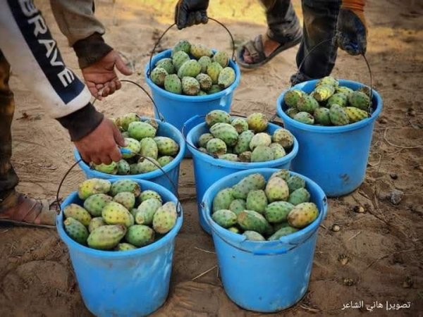 مدينة دَيْر البَلَحْ/ المحافظة الوسطى | موسوعة القرى الفلسطينية