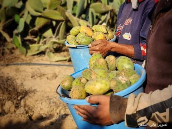 مدينة دَيْر البَلَحْ/ المحافظة الوسطى | موسوعة القرى الفلسطينية