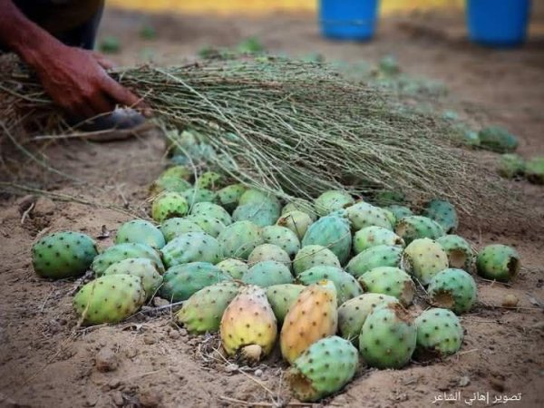 مدينة دَيْر البَلَحْ/ المحافظة الوسطى | موسوعة القرى الفلسطينية